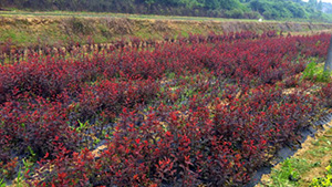 榴莲视频色板大全山莊苗木基地紅葉李苗