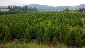 榴莲视频色板大全山莊苗木基地鬆柏樹