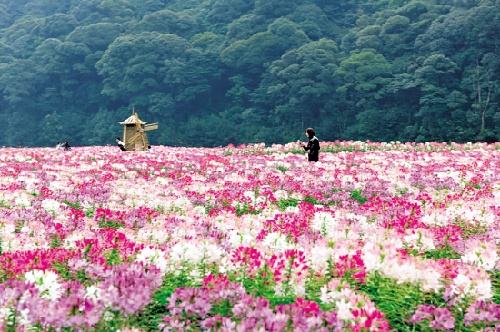 醉蝶花2 醉蝶花2