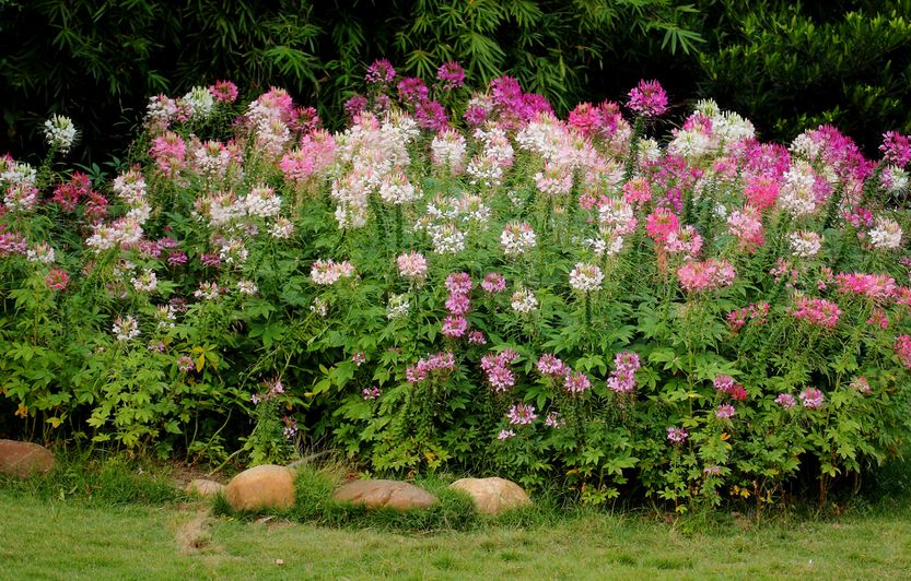 醉蝶花1 醉蝶花1