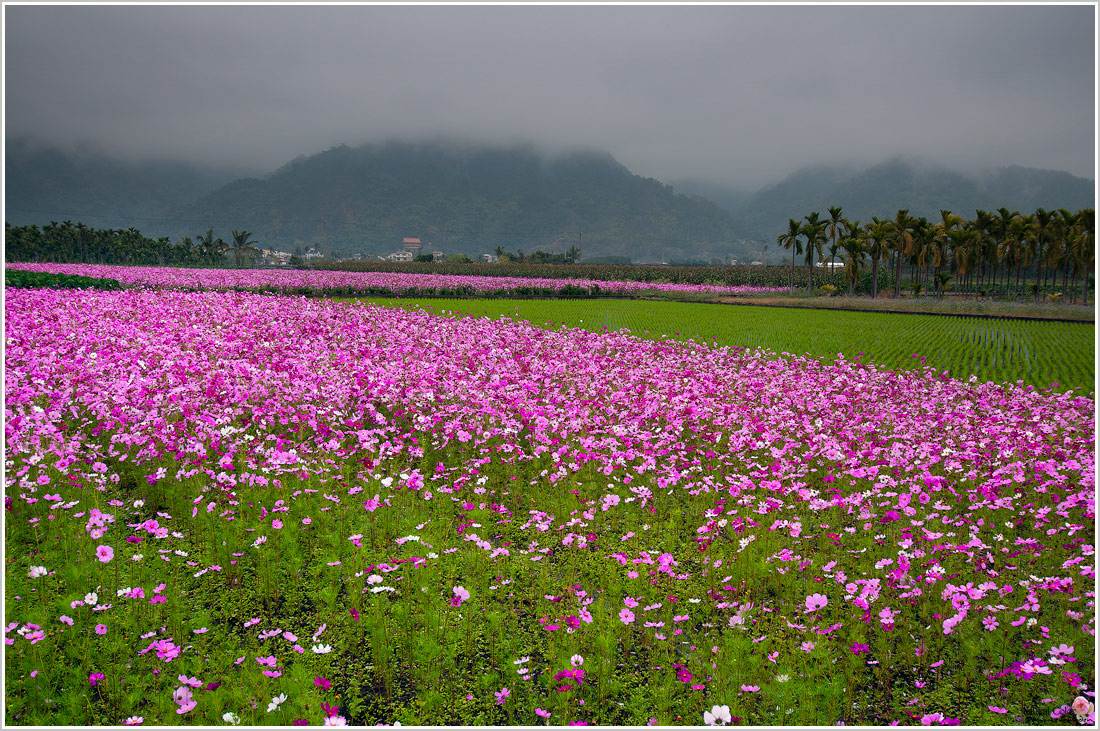波斯菊1 波斯菊1