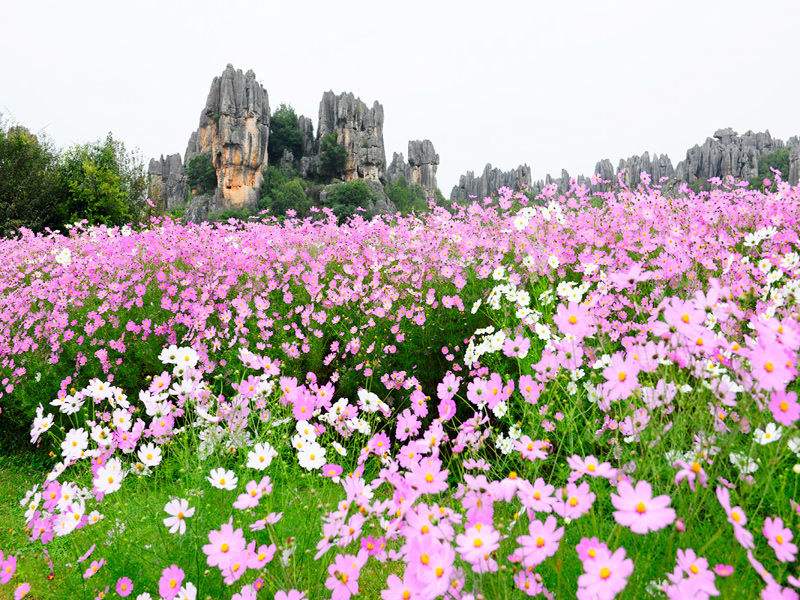 波斯菊2 波斯菊2
