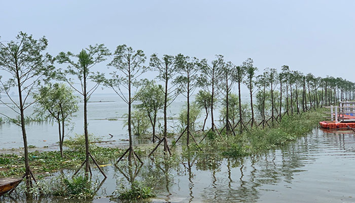圖2： 南洞庭湖區水鬆生態景觀帶guanw