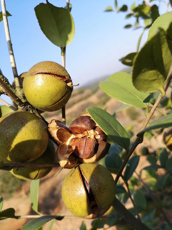 官網油茶1 官網油茶1