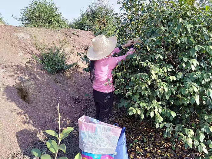 官網油茶99 官網油茶99
