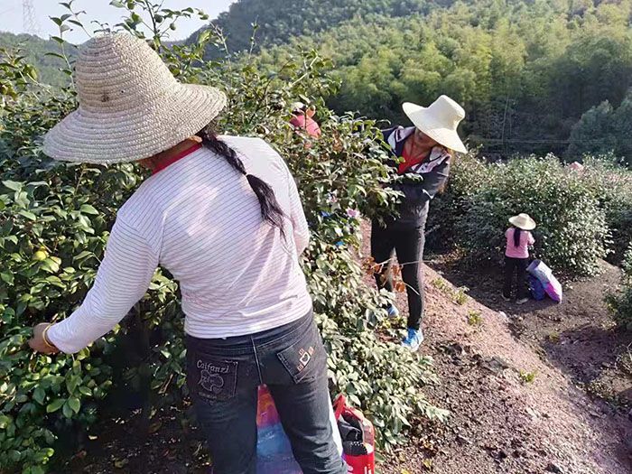 官網油茶677889 官網油茶677889