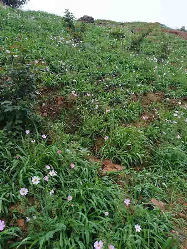 大義山榴莲视频网站进入口後２