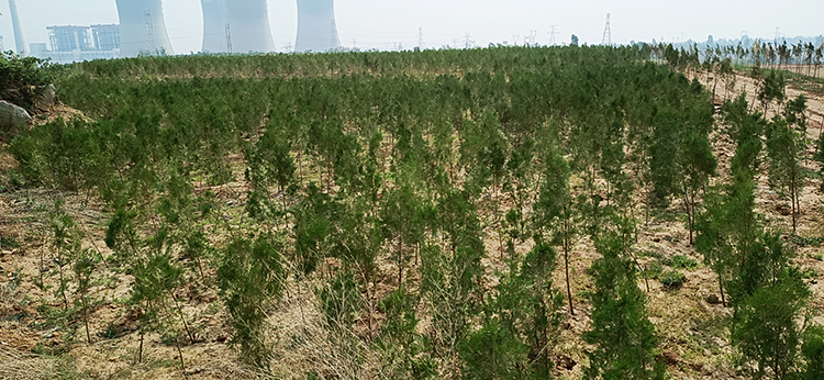 鶴壁市淇濱區南太行地區山水林田湖草生態保護榴莲视频网站进入口工程