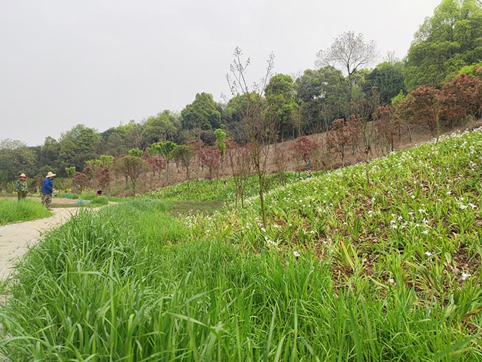 衡陽市常寧水口山鉛鋅煤礦區山水林田湖草生態保護榴莲视频网站进入口試點工程