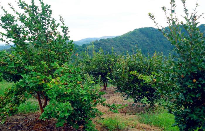 益陽市泥江口石子塘礦山生態榴莲视频网站进入口——國家油茶林示範基地