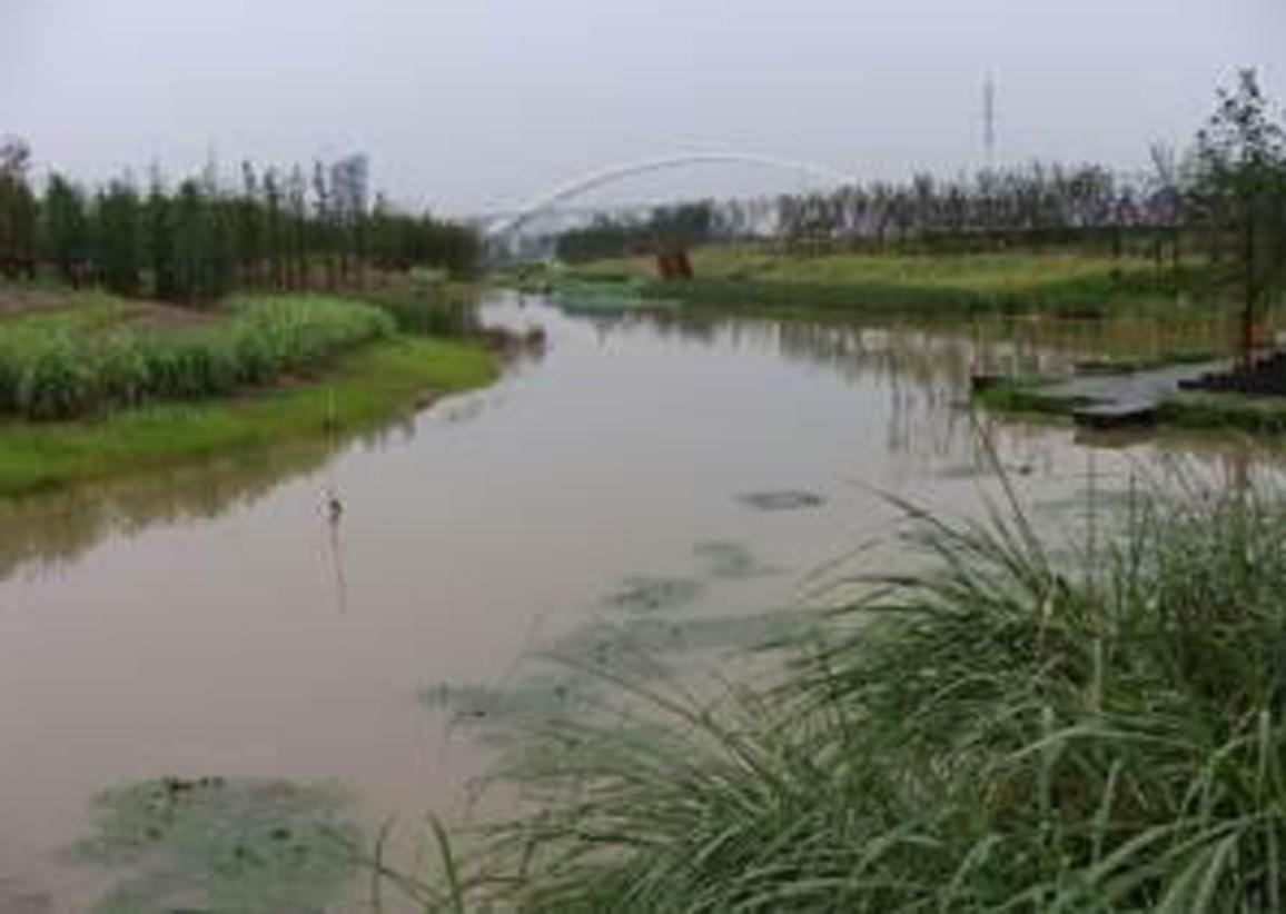 洋湖濕地生態榴莲视频网站进入口與保育工程