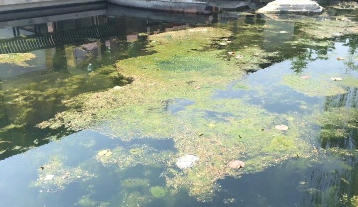 河北省保定市公園水生態之汙水榴莲视频网站进入口處理