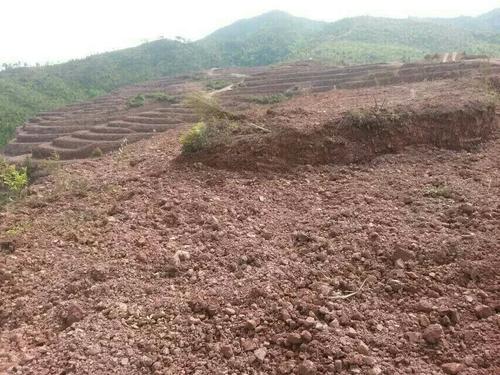 益陽市泥江口石子塘礦山生態榴莲视频网站进入口——國家油茶林示範基地