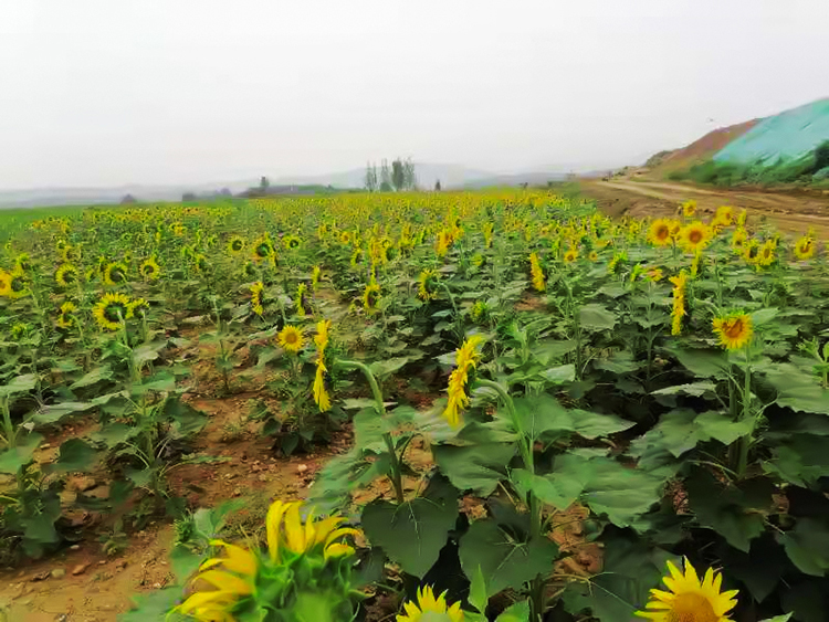 鶴壁市淇濱區南太行地區山水林田湖草生態保護榴莲视频网站进入口工程